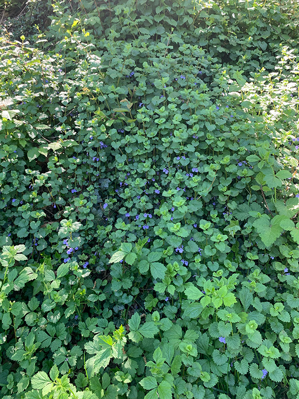 Wildkräuter sammeln Schwarzwald