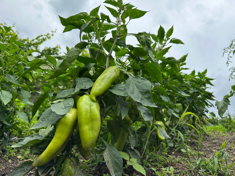 Grüner Spitzpaprika wächst im Garten, im Hintergrund leicht bewölkter Himmel