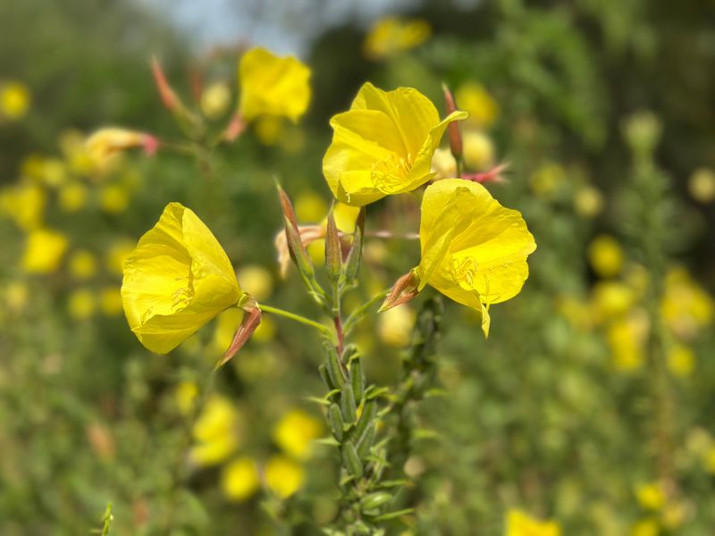 Nachtkerze in voller Blüte